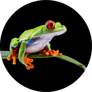 Red Eyed Tree Frog On A Leaf Sticker