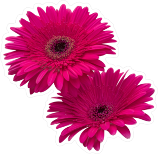 Red Gerbera Daisies Sticker