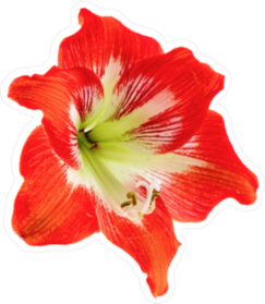 Red Hibiscus Flower Photo Sticker