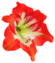 Red Hibiscus Flower Photo Sticker