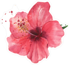 Red Hibiscus Flower Watercolor Sticker