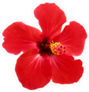 Red Hibiscus Sticker