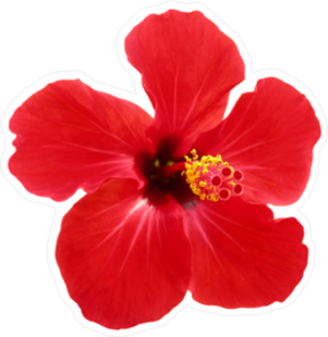Red Hibiscus Sticker