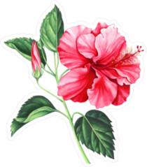 Red Hibiscus With Leaves And Bud Sticker