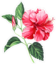 Red Hibiscus With Leaves And Bud Sticker