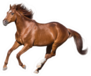 Red Horse Run Gallop Isolated On White Sticker