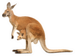 Red Kangaroo Carrying A Cute Joey Sticker