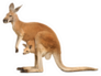 Red Kangaroo Carrying A Cute Joey Sticker