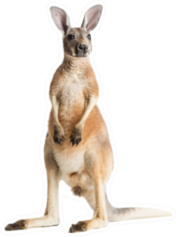 Red Kangaroo On White Background Standing Sticker