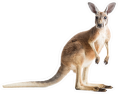 Red Kangaroo On White Sticker