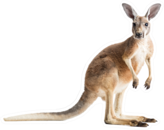 Red Kangaroo On White Sticker