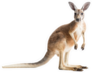 Red Kangaroo On White Sticker