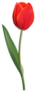 Red Realistic Flower Tulip Sticker