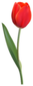 Red Realistic Flower Tulip Sticker