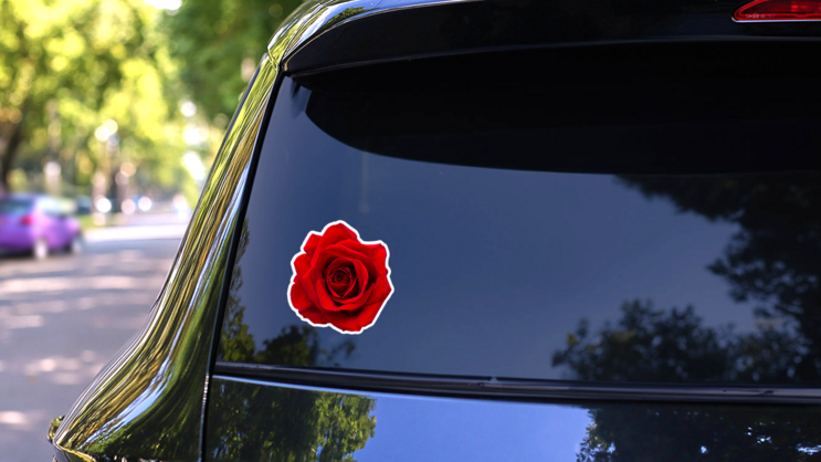 Red Rose Isolated On White Sticker on a Rear Car Window (New) example