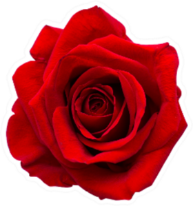 Red Rose Isolated On White Sticker