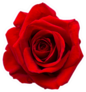 Red Rose Isolated On White Sticker