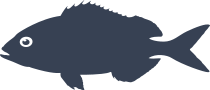 Red Sea Bream Fish Sticker