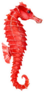 Red Seahorse Sticker