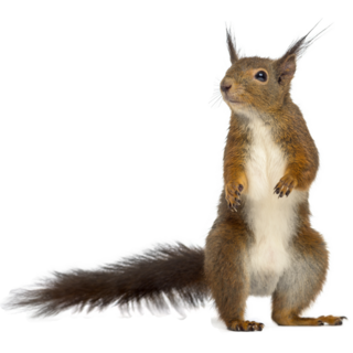 Red Squirrel In Front Of A White Background Sticker