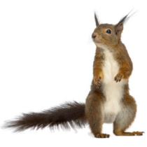 Red Squirrel In Front Of A White Background Sticker