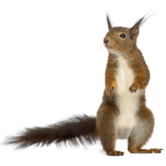 Red Squirrel In Front Of A White Background Sticker
