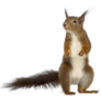 Red Squirrel In Front Of A White Background Sticker