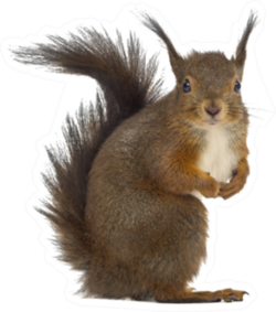 Red Squirrel With Bushy Fur Sticker