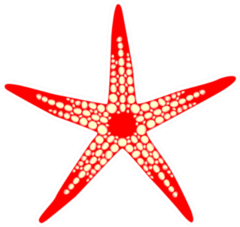 Red Starfish On Isolated Sticker
