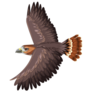 Red Tail Hawk Flys Sticker