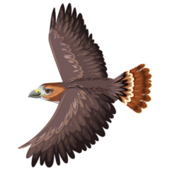 Red Tail Hawk Flys Sticker