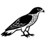 Red-tailed Hawk Sticker
