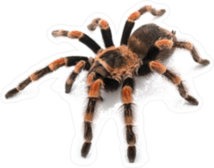 Red Tarantula Sticker
