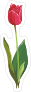 Red Tulip Flower Sticker