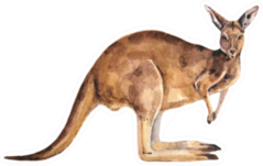 Red Watercolor Australian Kangaroo Sticker