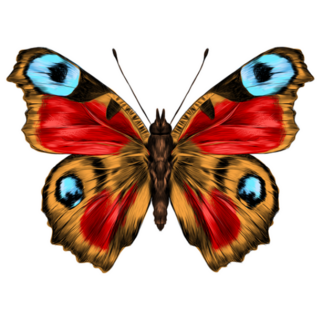 Red, Yellow and Blue Detailed Butterfly Sticker