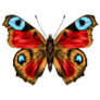 Red, Yellow and Blue Detailed Butterfly Sticker