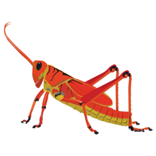Red-yellow Grasshopper, Valanga Nigricornis Sticker 