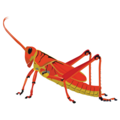 Red-yellow Grasshopper, Valanga Nigricornis Sticker 