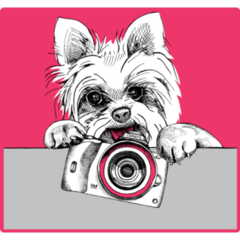 Red Yorkie Portrait Sticker