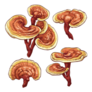 Reishi Ganoderma Lucidum Mushroom Illustration Sticker