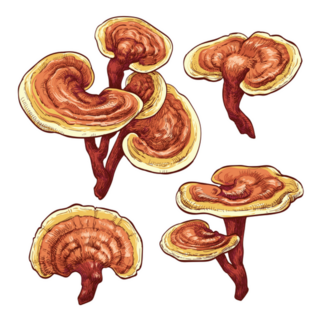 Reishi Ganoderma Lucidum Mushroom Illustration Sticker