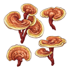 Reishi Ganoderma Lucidum Mushroom Illustration Sticker