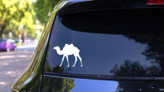 Relaxed Camel Sticker on a Rear Car Window (New) example