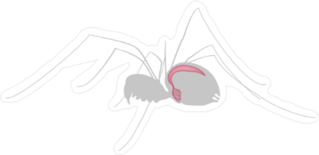 Respiratory System Of A Spider Sticker