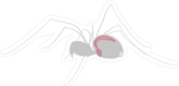Respiratory System Of A Spider Sticker