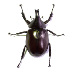 Rhinoceros Beetle Male Sticker