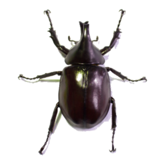 Rhinoceros Beetle Male Sticker