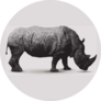 Rhinoceros Illustration Polygon Shape Line Art Sticker