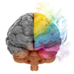 Right And Left Cerebral Hemispheres Colorful Brain Sticker 